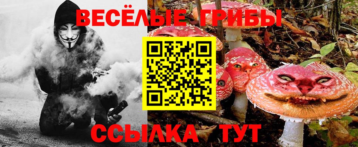 Псилоцибиновые грибы Psilocybe Сунжа